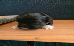 Shih Tzu dogs for sale: Shihtzu puppies - Image 5