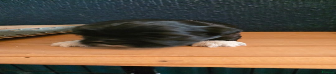Shih Tzu Puppy 6
