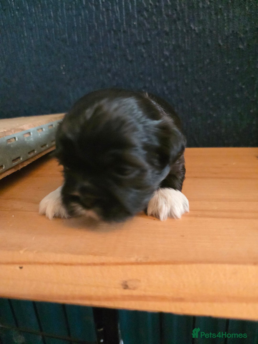 Shih Tzu dogs for sale: Shihtzu puppies - Image 5