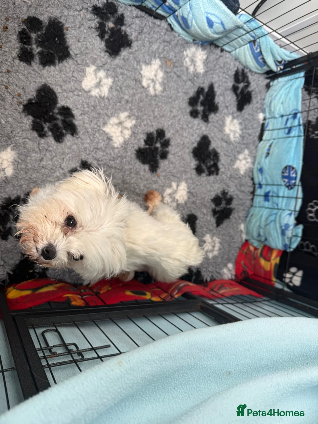 Maltipoo dogs for sale: Gorgeous Teddy Bear F1 Maltipoo  - Advert 7