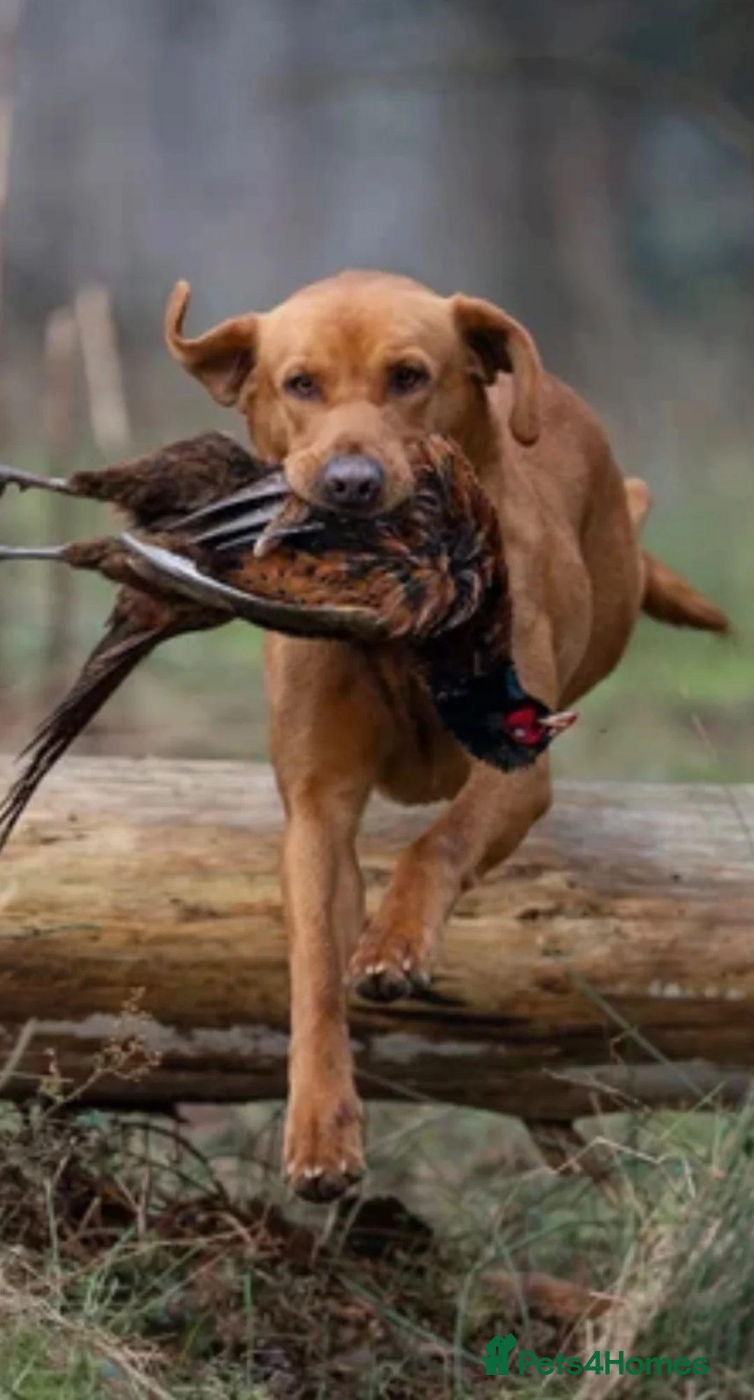 Labrador Retriever dogs for sale: KC registered Fox red labradors - Advert 4
