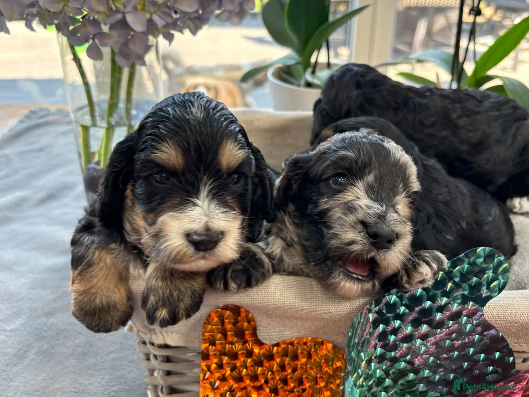Cockapoo dogs for sale: 🐾❤️ Exceptional F1 Cockapoo Puppies ❤️🐾 - Advert 1