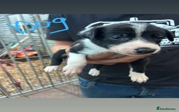 Border Collie dogs for sale: Working Border Collies - Image 11