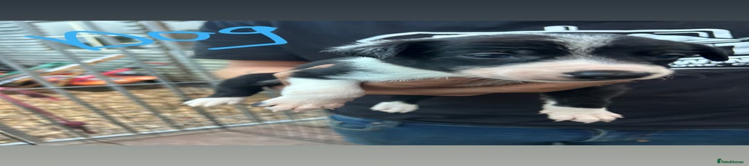 Black and white dog