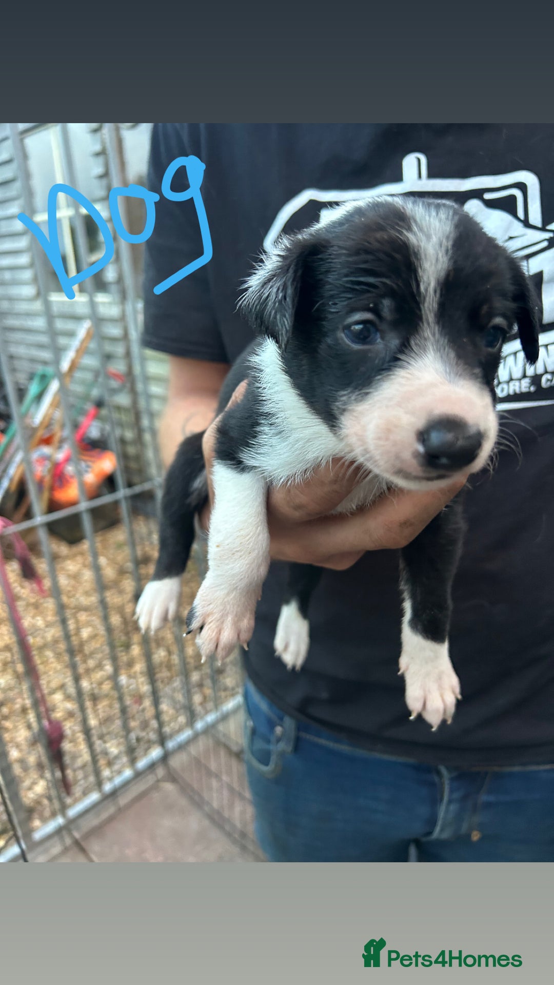Border Collie dogs for sale: Working Border Collies - Image 11