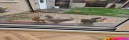 Chickens poultry for sale: 2 x silkie cockerals  in Widnes - Advert 2