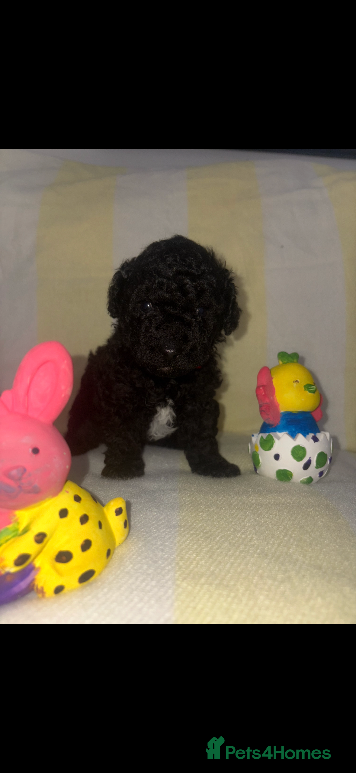 Cavapoo dogs Tiny f1bb Toy Cavapoos 🖤Ready Easter weekend  - Advert 5