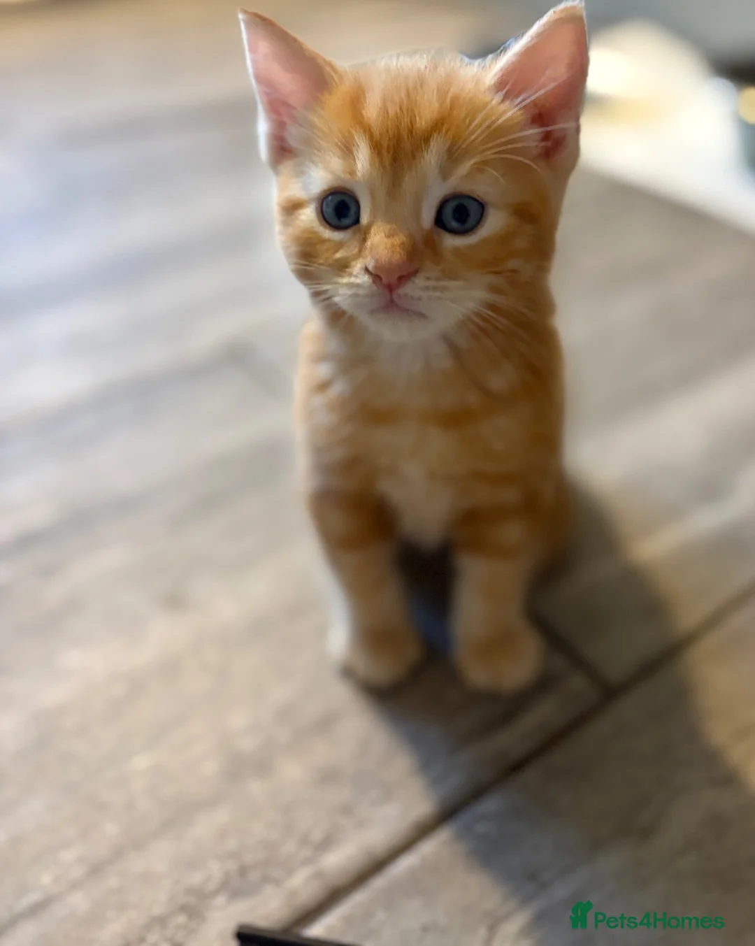 Mixed Breed cats for sale: Ready Saturday - Gorgeous Ragdoll X Ginger Kitten - Advert 2