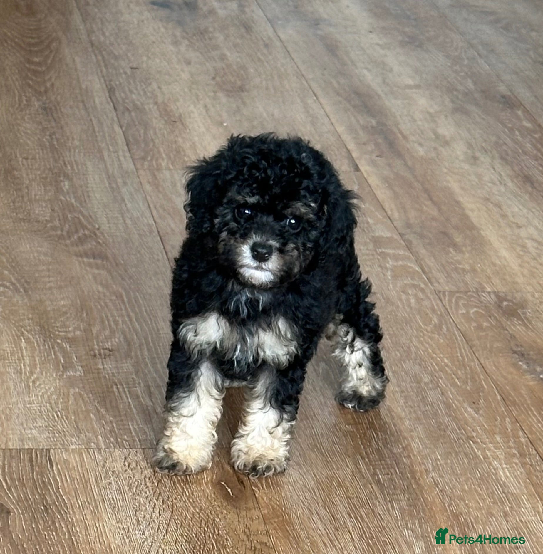 Toy Poodle dogs Adorable Kennel Club Reg toy poodle girl puppies - Advert 1