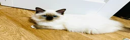 Ragdoll cats for sale: ❤️ Very special homes needed GCCF RAGDOLLS  - Advert 11