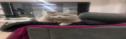 British Shorthair cats for sale: Stunning BSH Kittens ✨🐱 - Advert 13