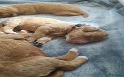 Mixed Breed dogs for sale: ✨2 Health Tested Australian Labradoodles ✨ - Image 1