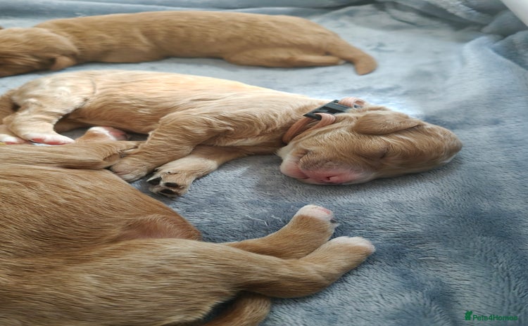 Mixed Breed dogs - Advert 5
