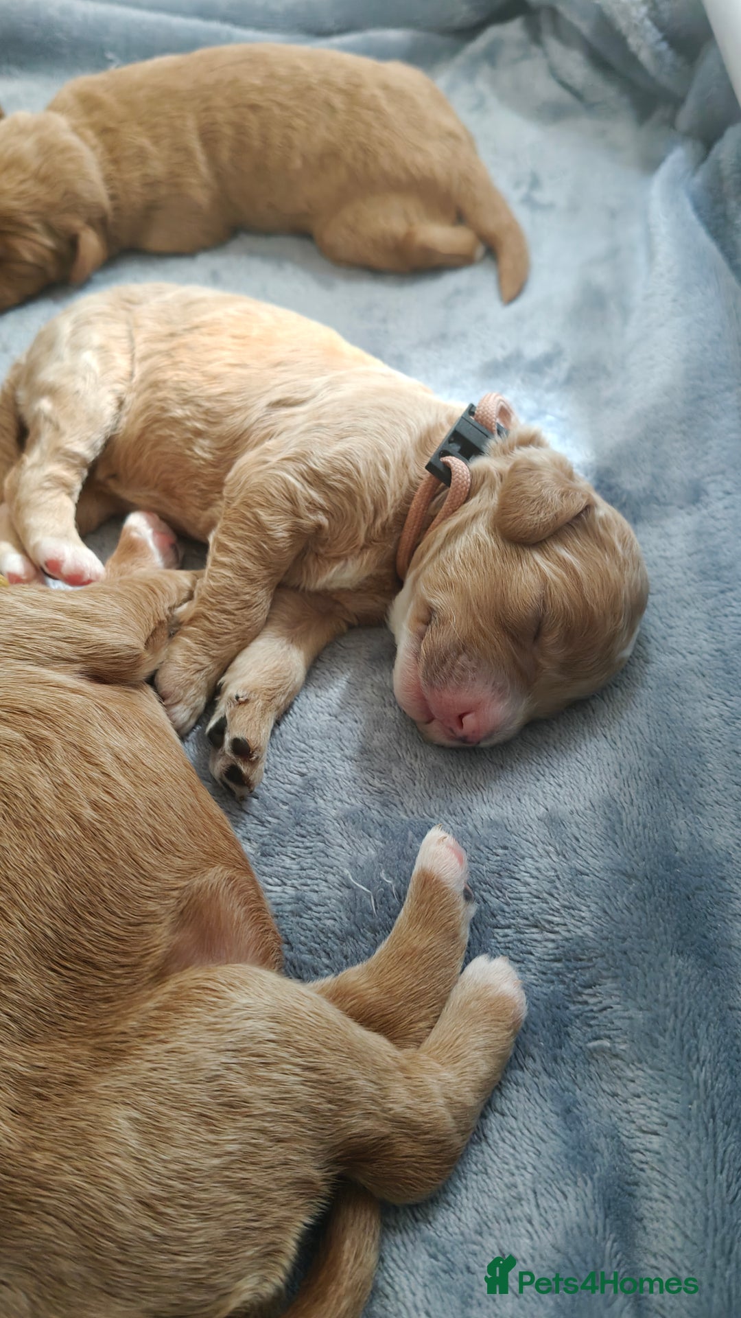 Mixed Breed dogs for sale: ✨2 Health Tested Australian Labradoodles ✨ - Image 1