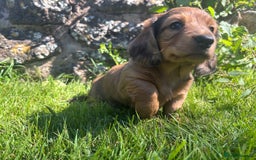 Dachshund dogs for sale: 2 American Red Long Haired Dachshund Puppies - Image 14