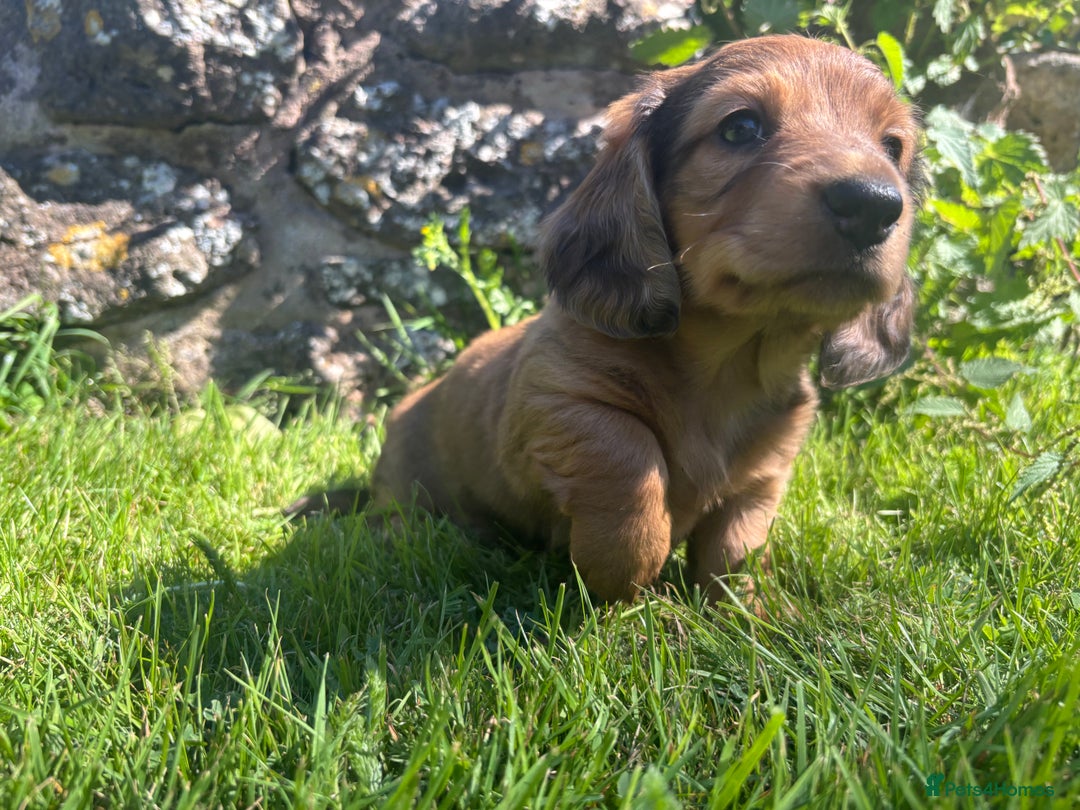 Dachshund dogs for sale: 2 American Red Long Haired Dachshund Puppies - Image 14