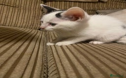 Mixed Breed cats for sale: Black/Black&White Kittens For Sale - Image 9