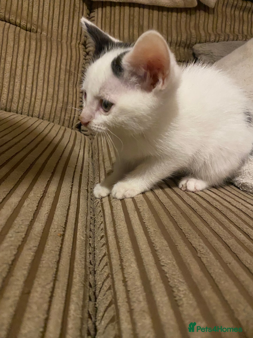 Mixed Breed cats for sale: Black/Black&White Kittens For Sale - Image 9