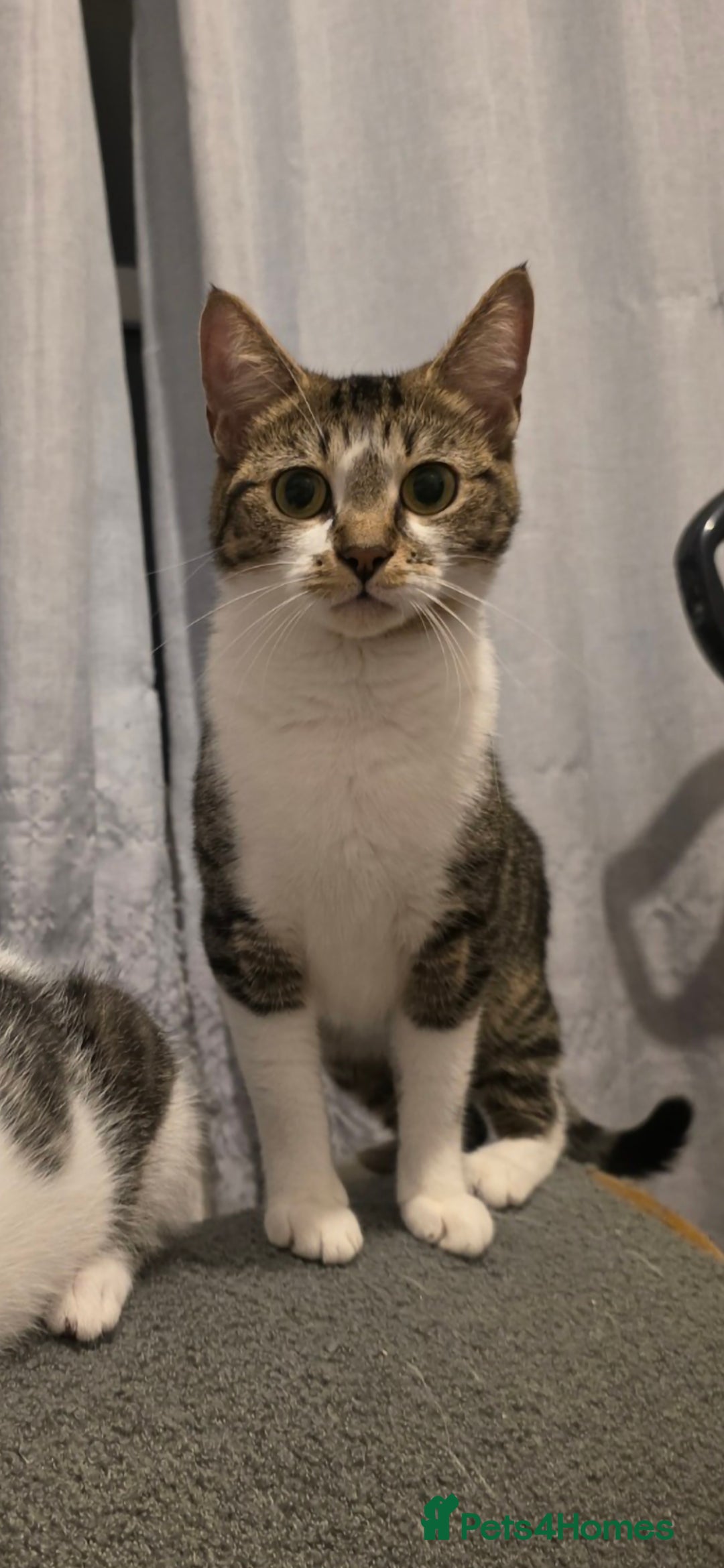 Mixed Breed cats for sale: 3 boys and 1 girl ready for new homes.  - Advert 6