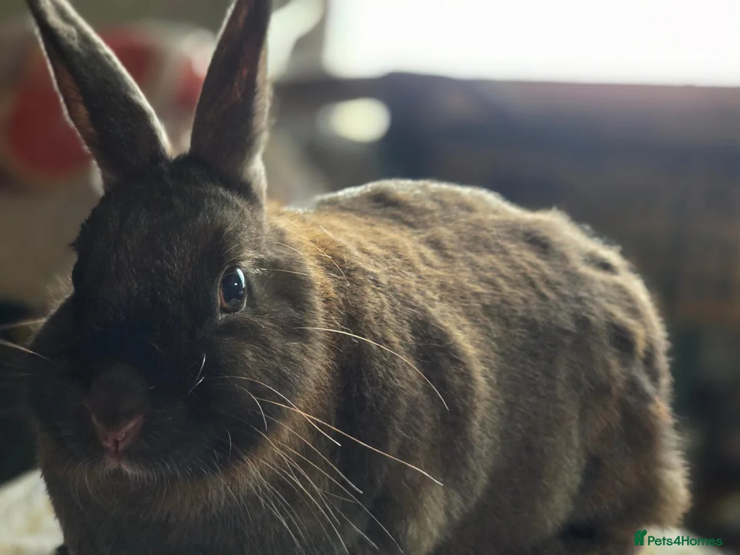 Lionhead rabbits for sale: Lionhead pair - Advert 3