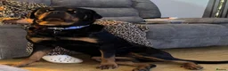 Rottweiler dogs for sale: Nellie - Advert 2