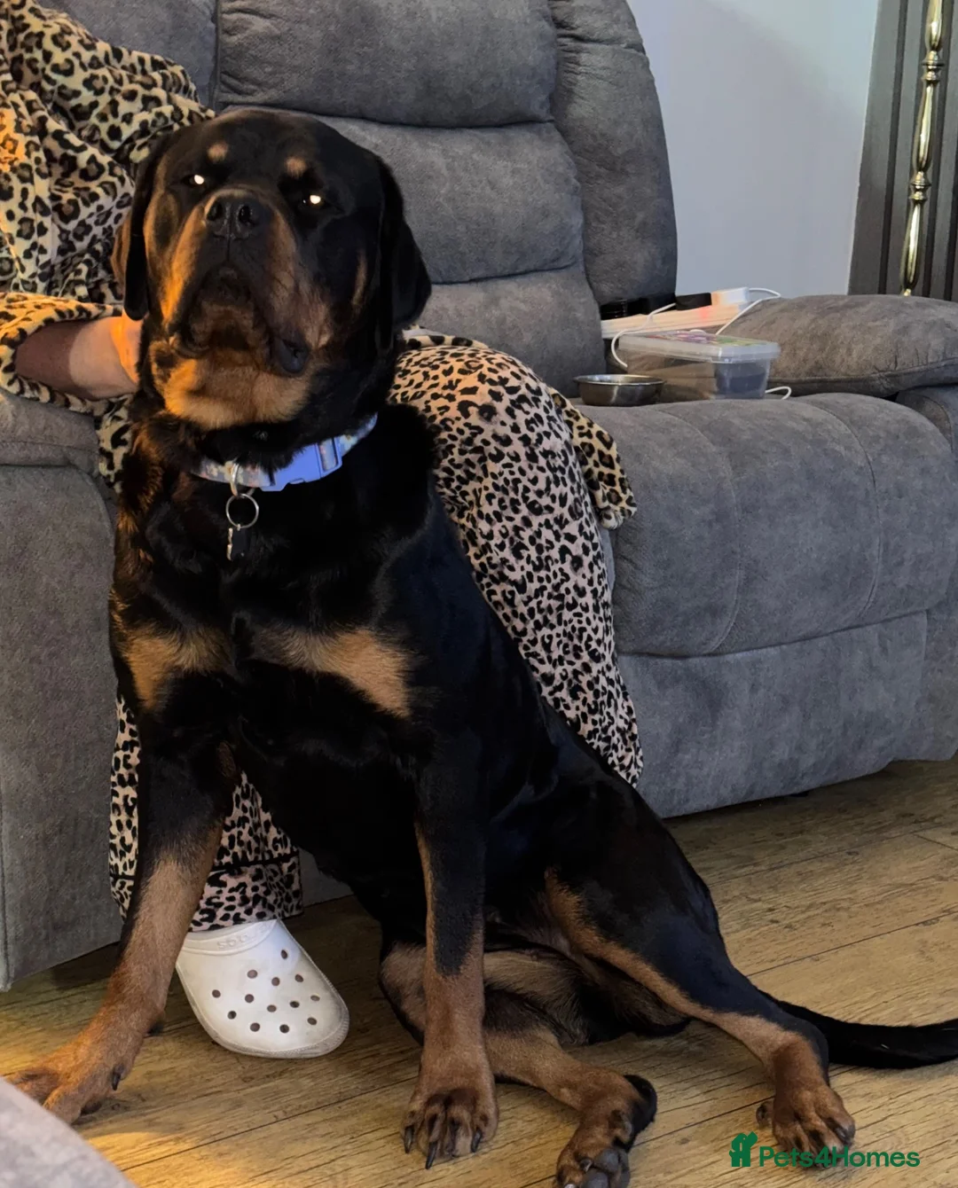 Rottweiler dogs for sale: Nellie - Advert 2