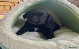 Springador dogs for sale: STUNNING SPRINGADOR PUPPIES  - Image 4
