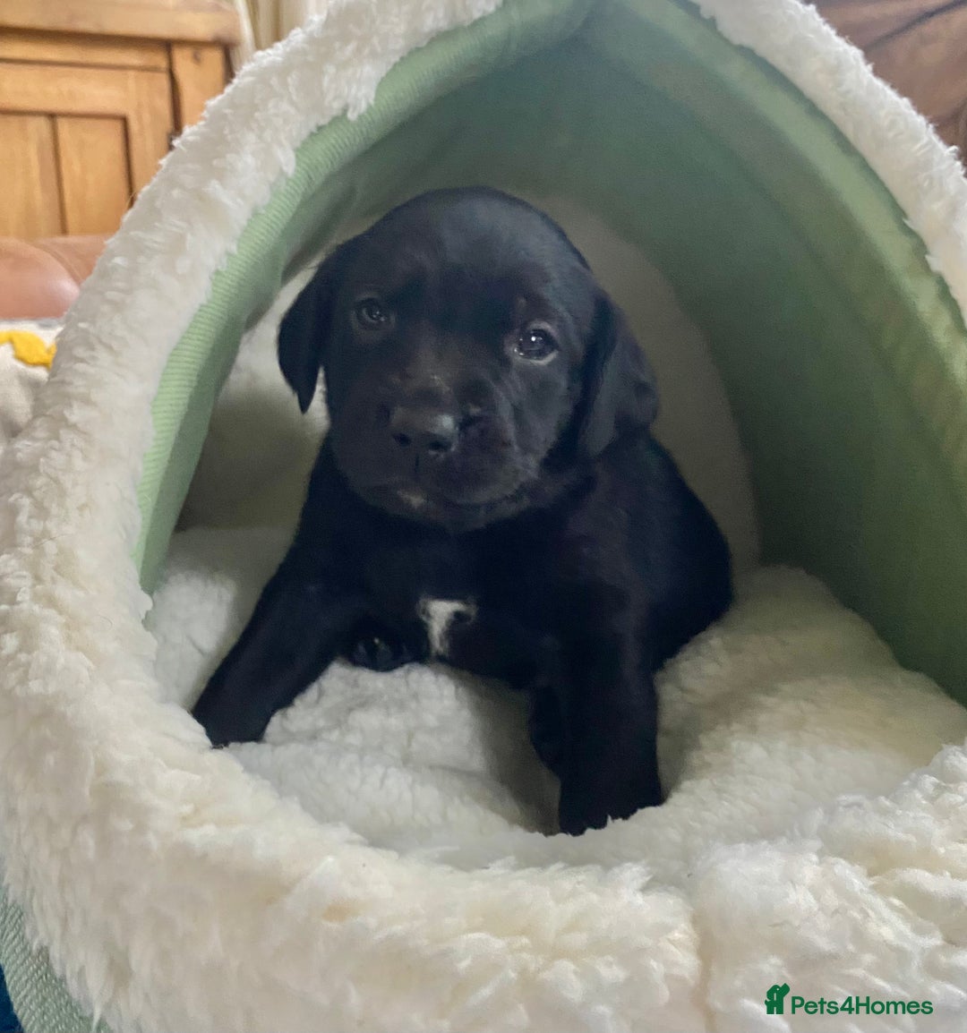 Springador dogs for sale: STUNNING SPRINGADOR PUPPIES  - Image 4