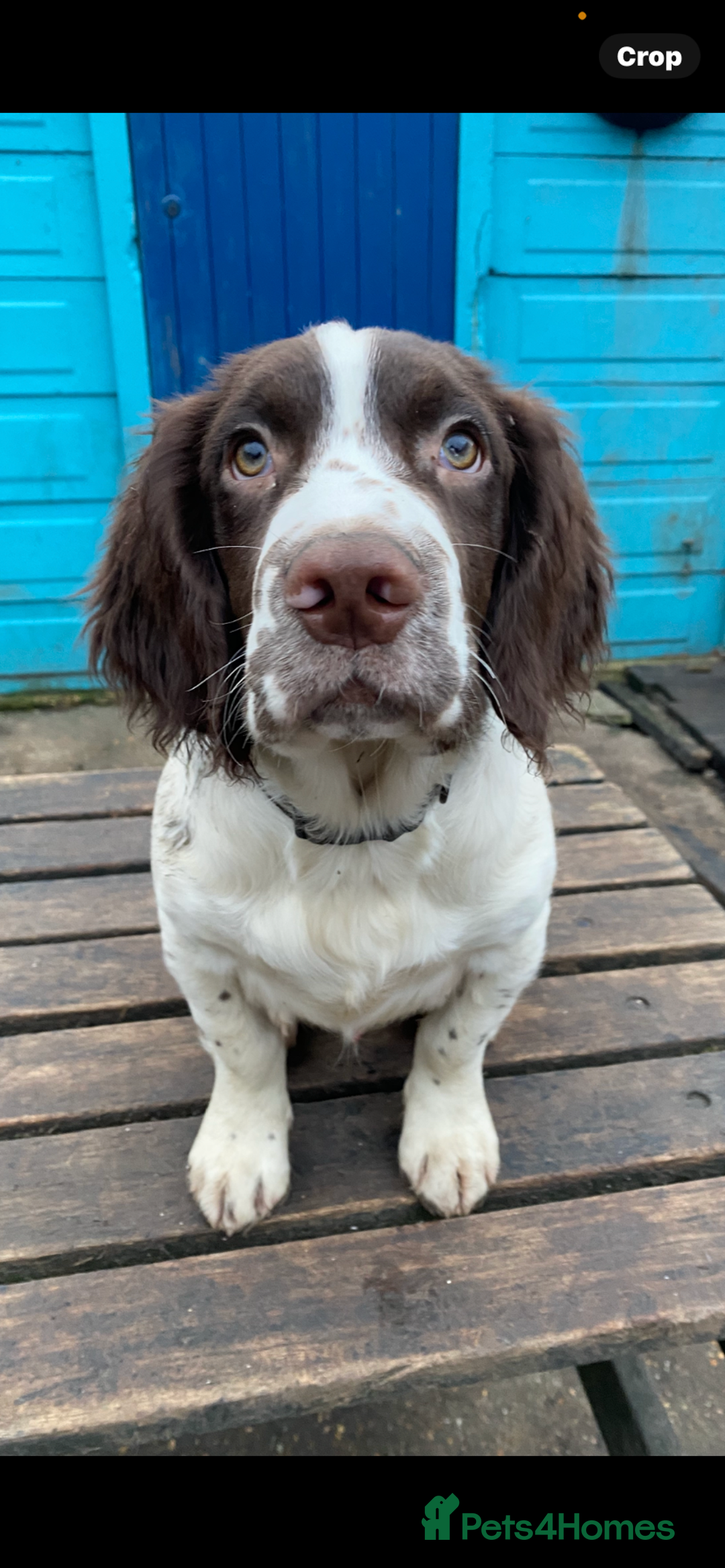 English Springer Spaniel dogs for sale: English Springer Spaniels - Advert 10
