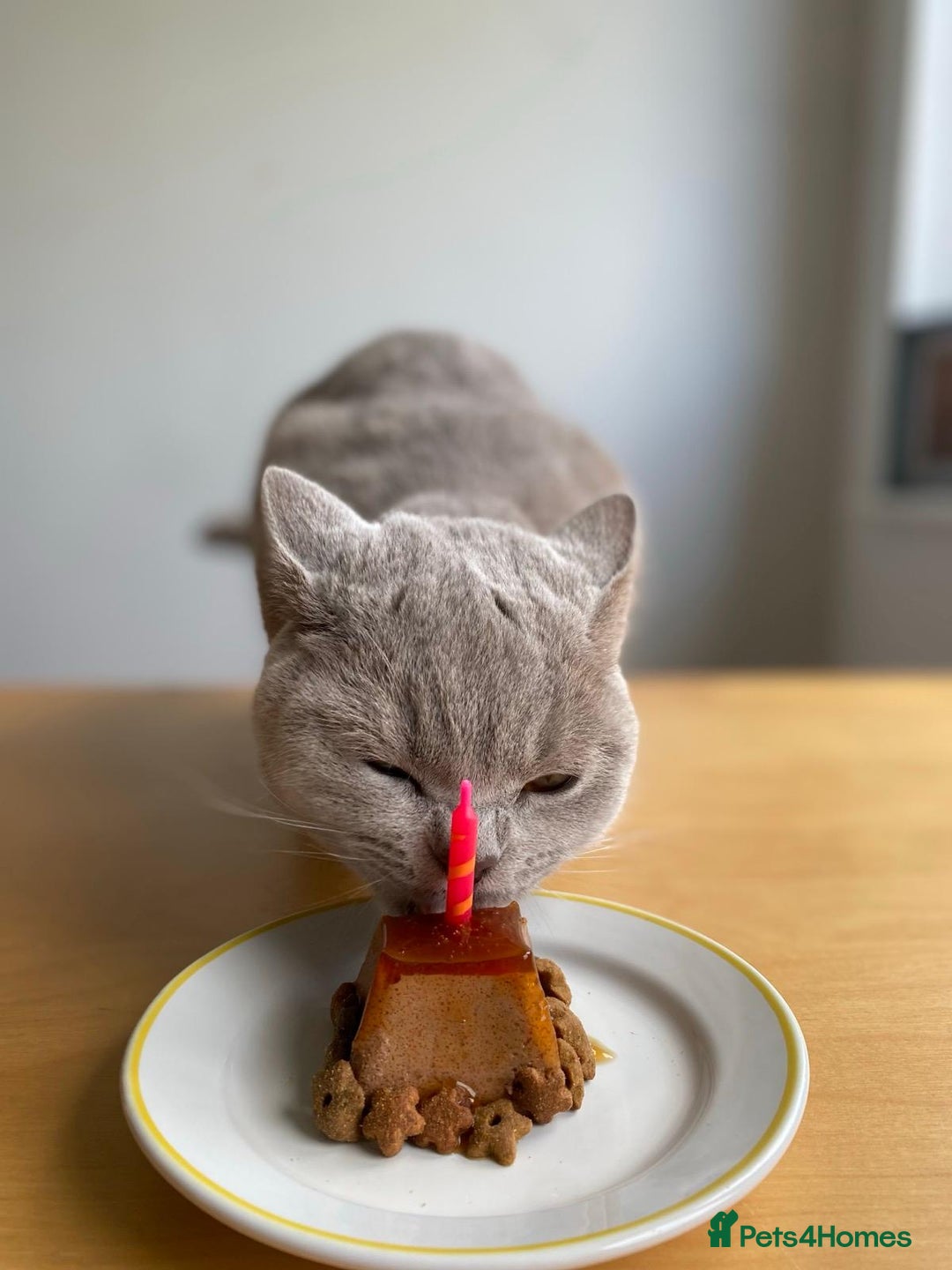 British Shorthair cats for sale: ⭐ Beautiful British Shorthair Hazel, 3.5 Years Old - Advert 8