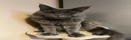Maine Coon cats for sale: Beautiful Maine Coon Kittens  - Advert 14