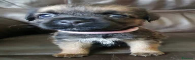 Border Terrier 3