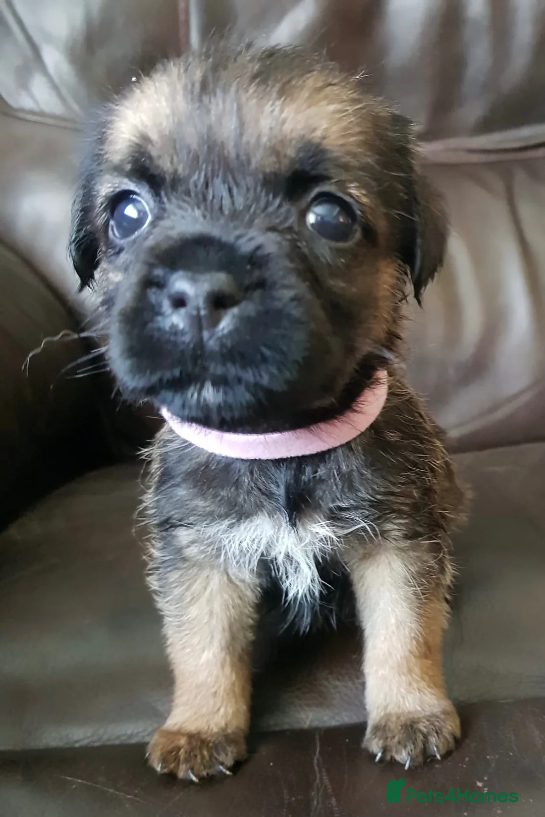 Border Terrier dogs for sale: KC registered puppies in Swansea - Advert 2