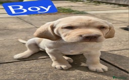 Labrador Retriever dogs for sale: Adorable Labrador Retriever Puppies  🐶💛 - Image 8