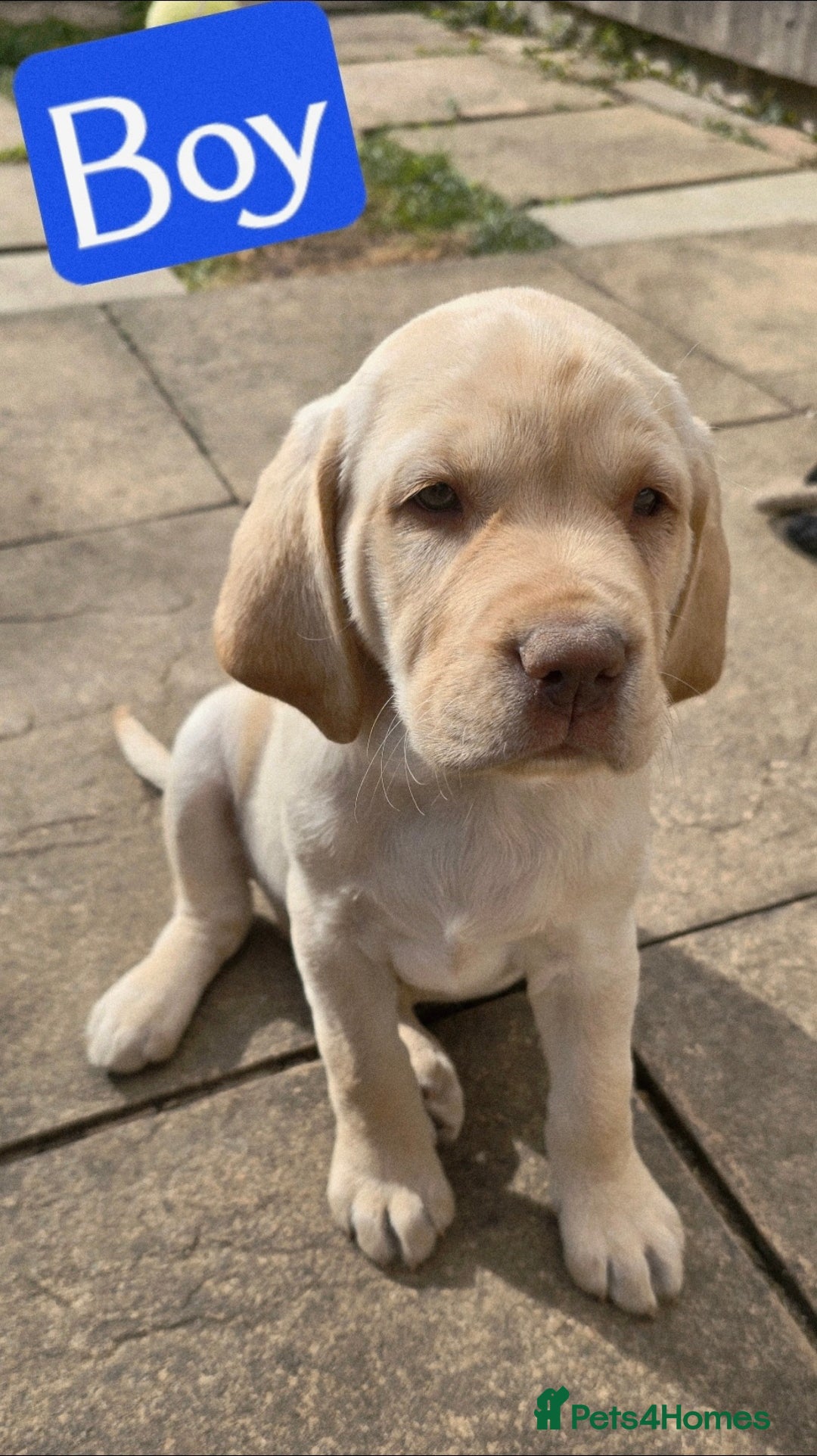 Labrador Retriever dogs for sale: Adorable Labrador Retriever Puppies  🐶💛 - Image 8