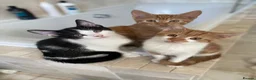 Mixed Breed cats for sale: Lovely short haired kittens  in Redhill - Advert 2