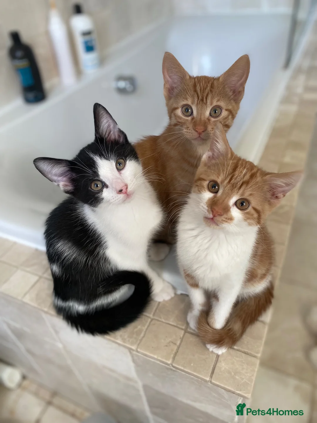 Mixed Breed cats for sale: Lovely short haired kittens  in Redhill - Advert 2