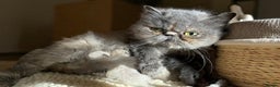 Mixed Breed cats for sale: Stunning female Persian x ragdoll - Advert 2