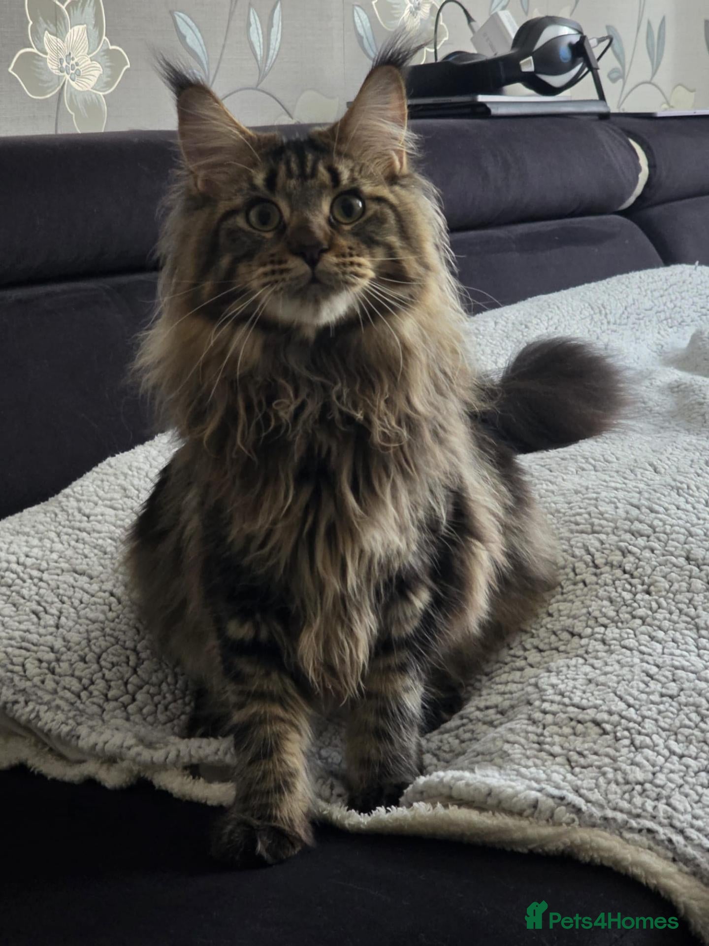 Maine Coon cats Maine Coon Kittens  - Advert 1