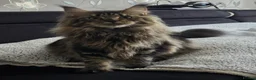 Maine Coon cats for sale: Maine Coon Kittens  - Advert 1