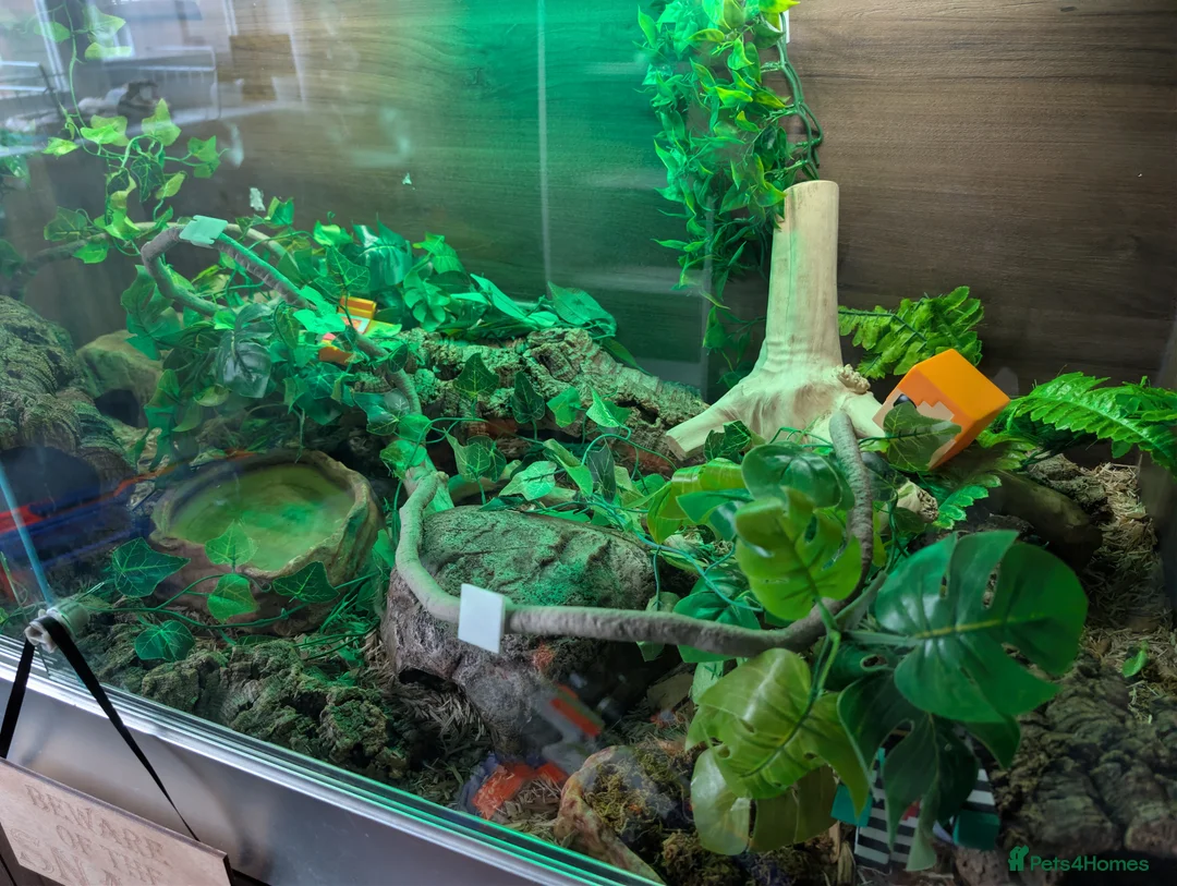 Corn Snake reptiles for sale: 3 year old Corn snake and full habitat - Advert 3