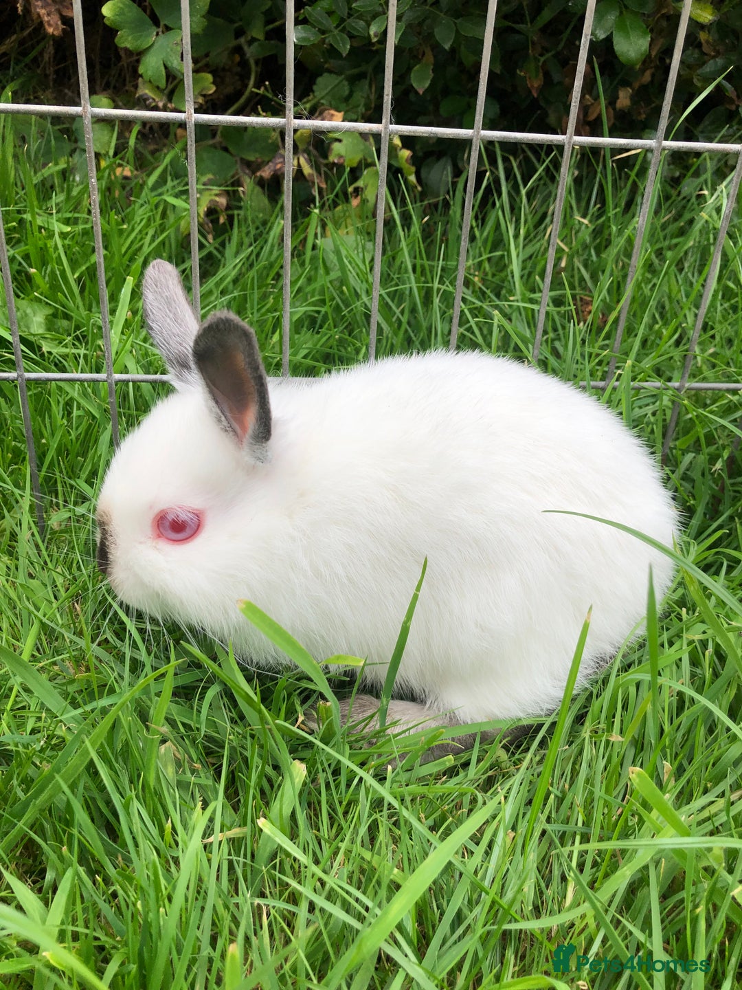 Netherland Dwarf rabbits for sale: Netherland Dwarf Himalayan  - Image 5