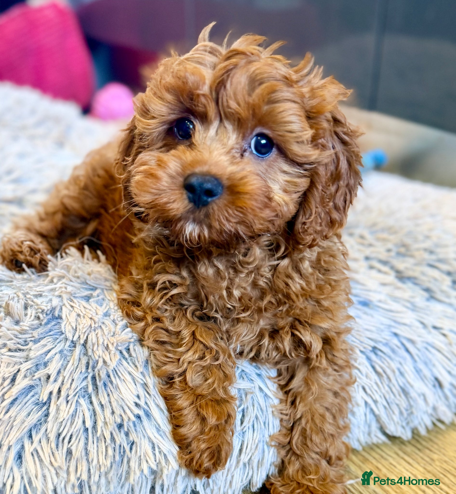 Cavapoo dogs Extensively health tested F1 Toy Cavapoo Puppies - Advert 1