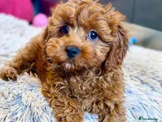 Cavapoo dogs for sale: Extensively health tested F1 Toy Cavapoo Puppies - Advert 1