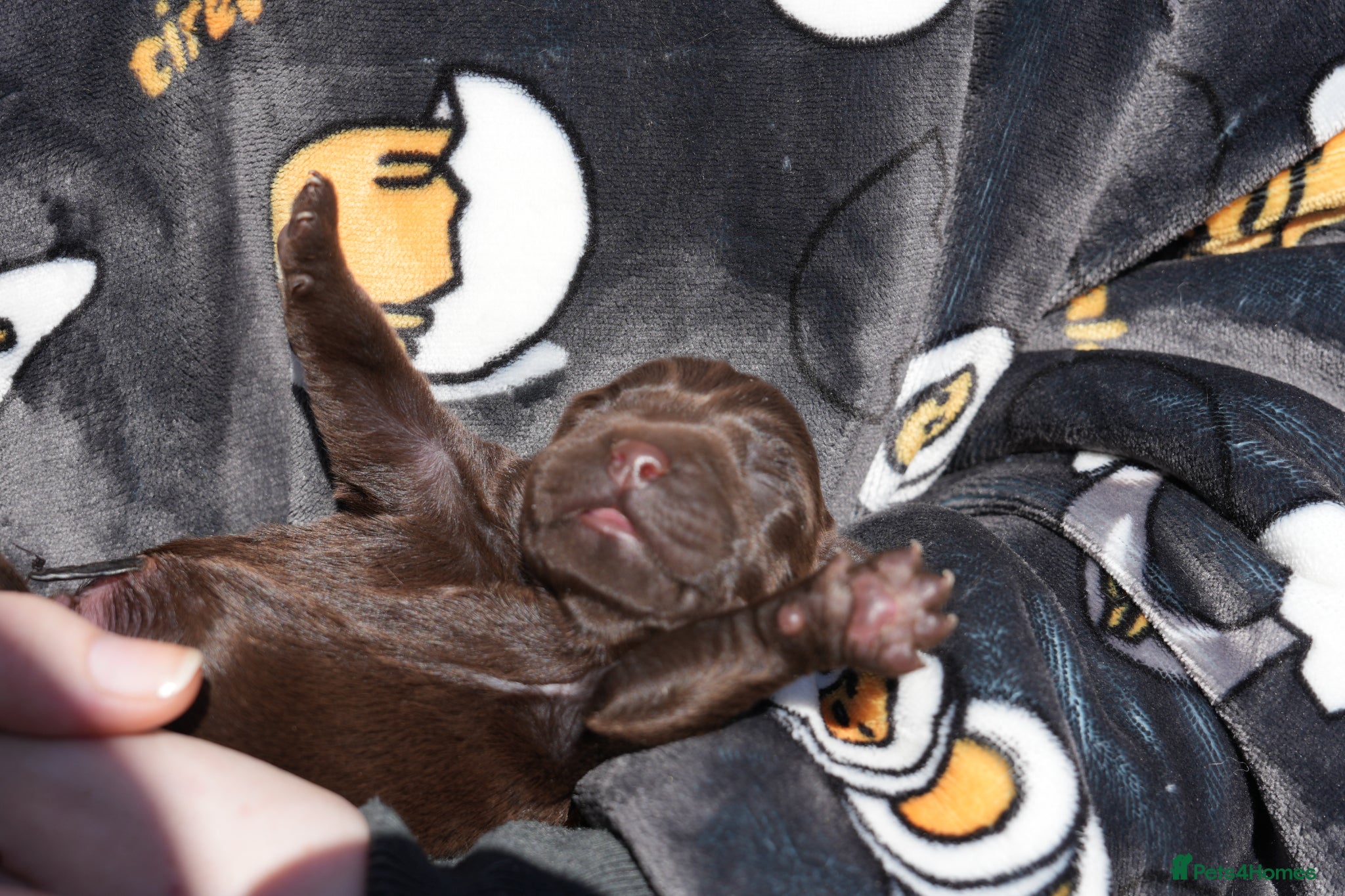 Labrador Retriever dogs Chocolate Labrador puppies Kc reg health tested - Advert 15