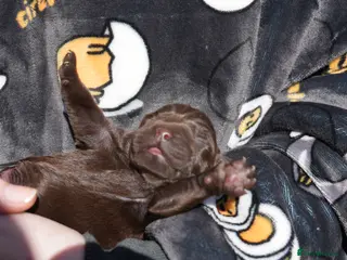 Labrador Retriever dogs Chocolate Labrador puppies Kc reg health tested - Advert 15