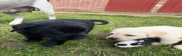 Labrador Retriever dogs for sale: (3 left) ADORABLE LABRADOR PUPPIES FOR SALE 🐾  - Advert 21