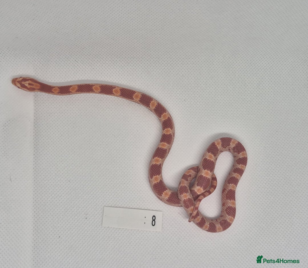 Corn Snake reptiles for sale: Corn snake hatchlings  - Image 6