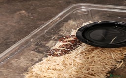 Python Snake reptiles for sale: Snakes for sale  - Image 4