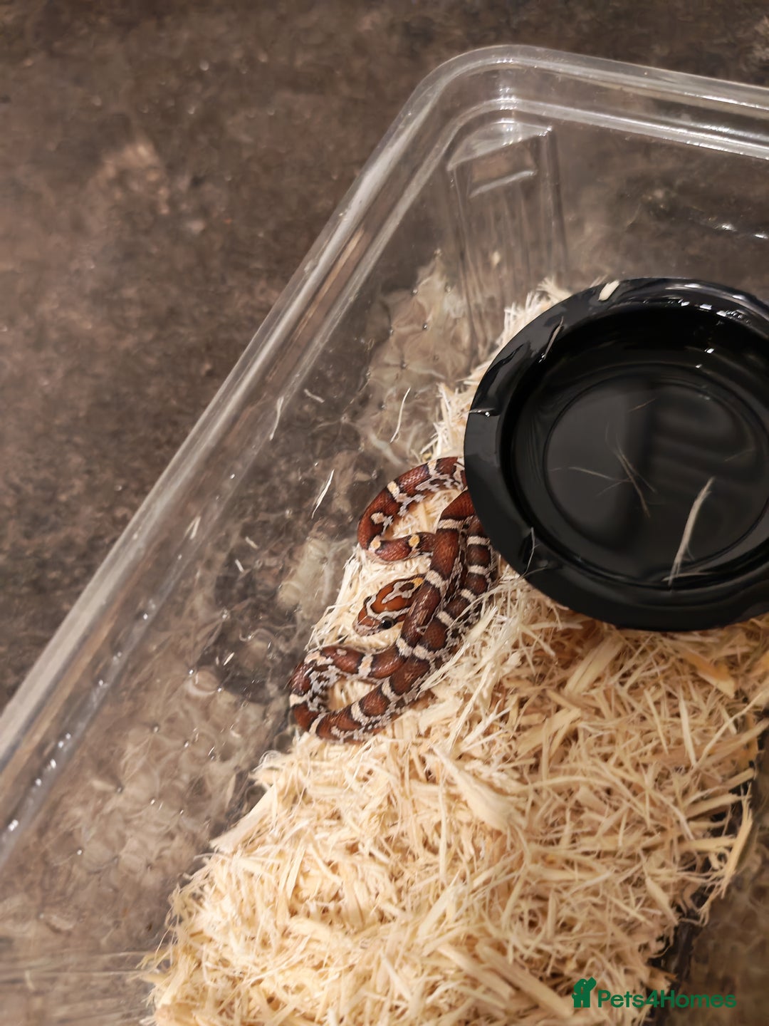 Python Snake reptiles for sale: Snakes for sale  - Image 4